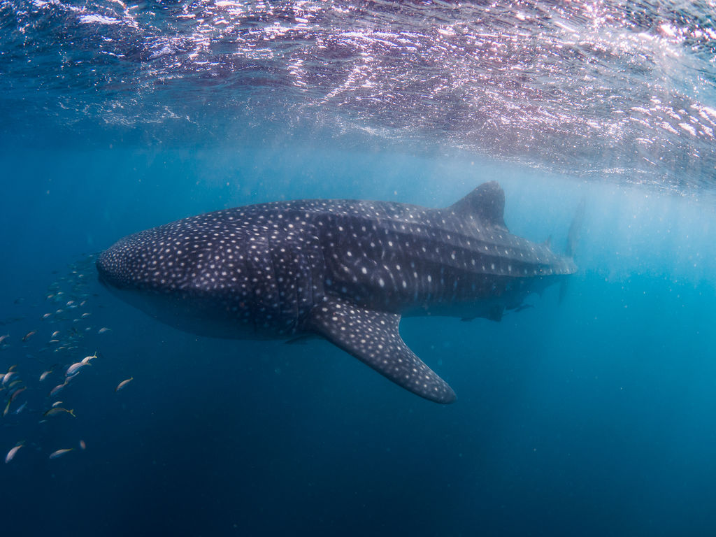 e4f77fe0-b5fe-4c81-b746-3778a469bad1