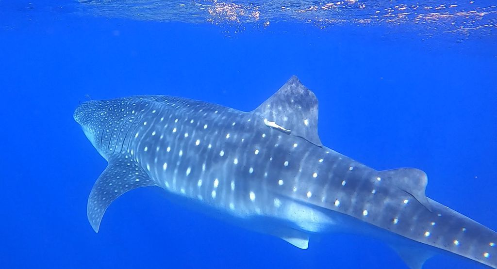 b3b1c619-b931-41c3-9dee-48c09ecb0a61