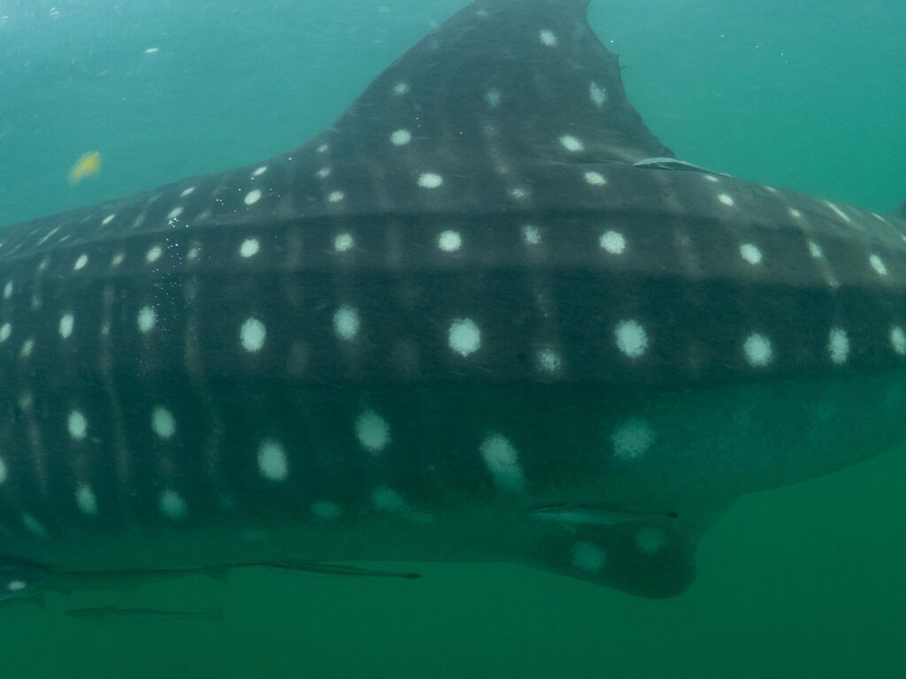 37d373ae-8860-41b1-baa8-28c4896747a1