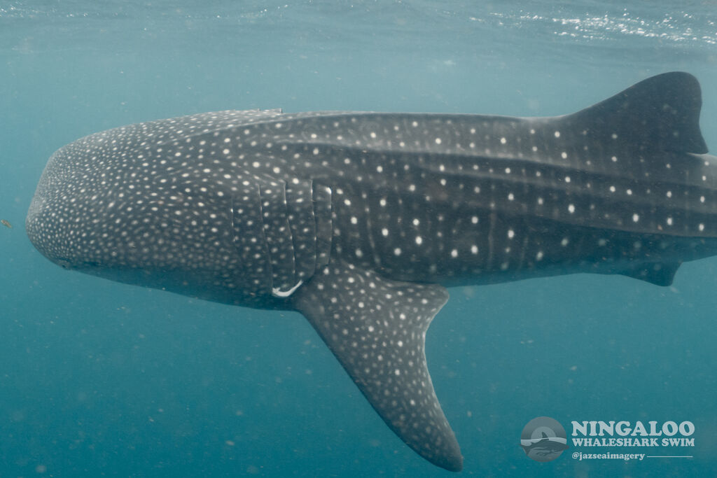 cf7197a0-e5fa-4329-a5c6-c7960297f5a5