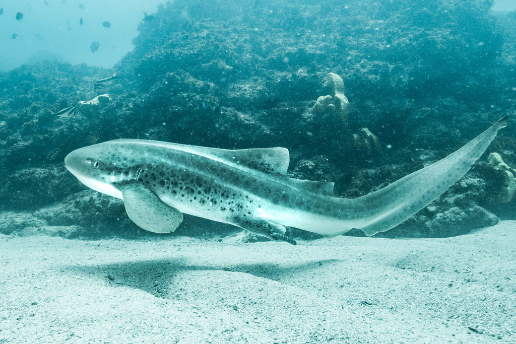 4cf543d1-6f08-4105-ac64-bc74efaf1032