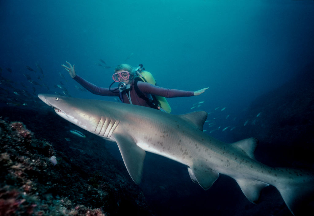 c194c21a-3ee0-4ec3-b308-08e9f6463034