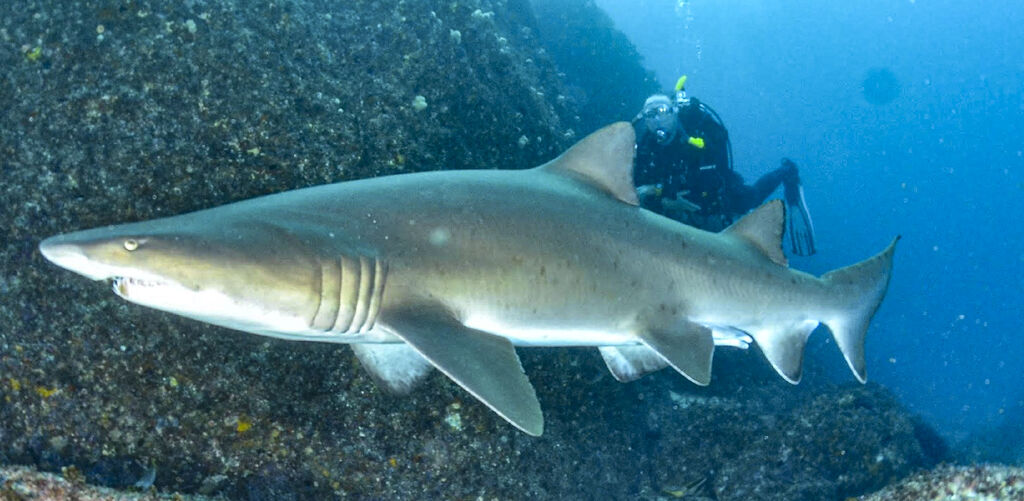 c15e9f10-d2c9-425b-b00e-39d5cb4451ec