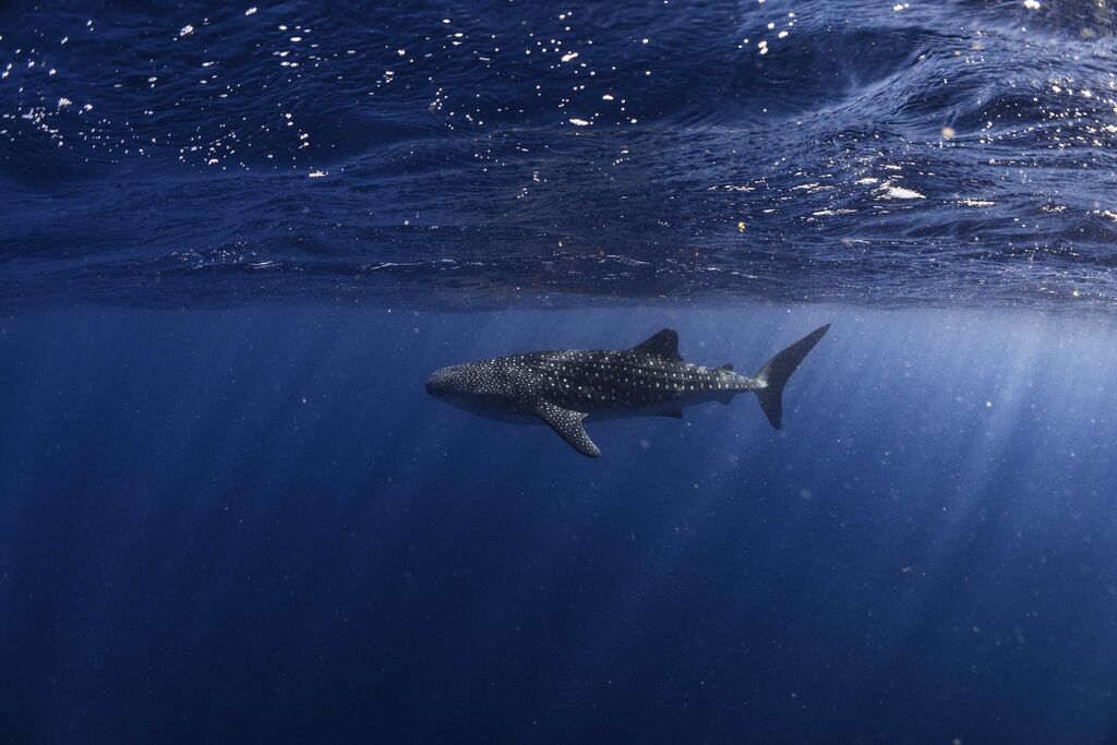 ef9b6953-3a5d-441e-a337-520334cbb34f