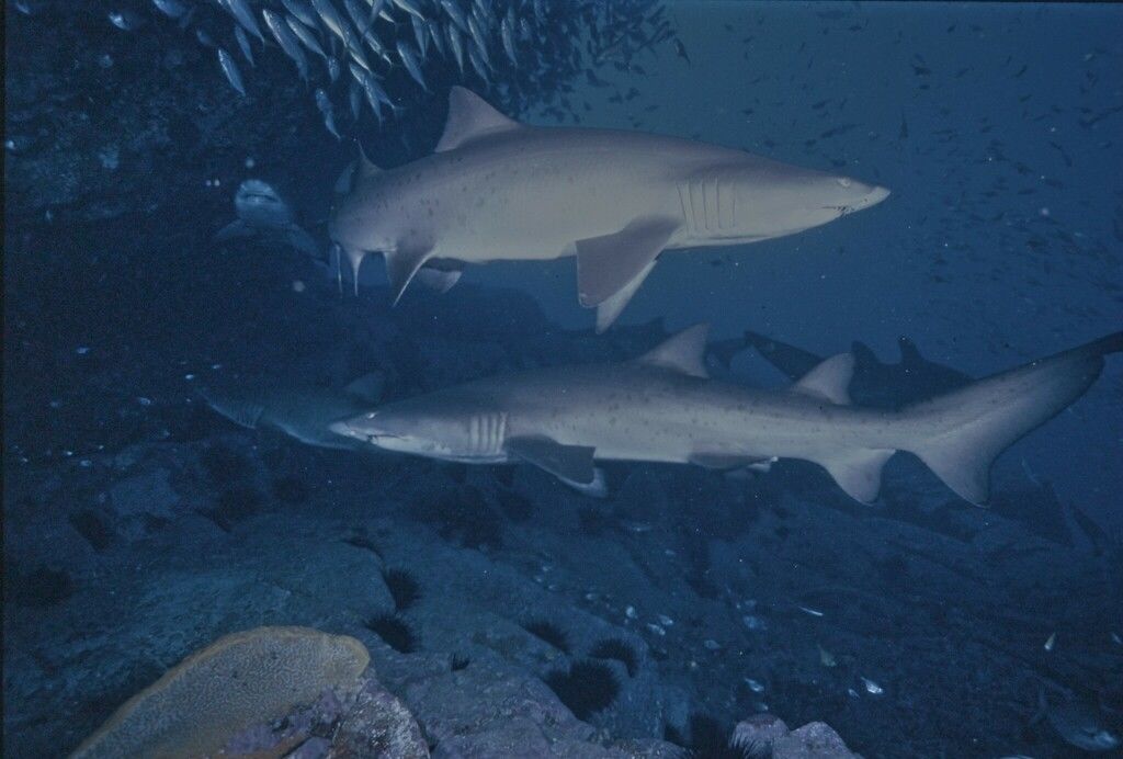 1264e373-e471-4b13-b4d4-08cec43fa69f