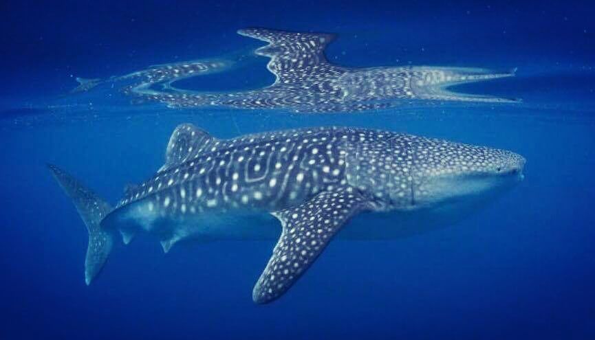 43f1fa07-e611-43ad-b08d-0e3e779c28b0