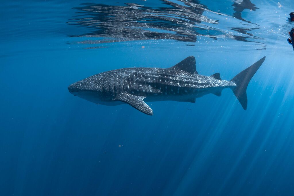 9ab0e922-8a36-4ce2-ac64-d867e36c9bb2