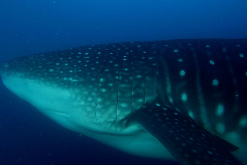 ed51daa0-5352-46c0-9039-c6babbdfd3be