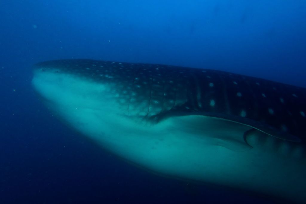 ed51daa0-5352-46c0-9039-c6babbdfd3be