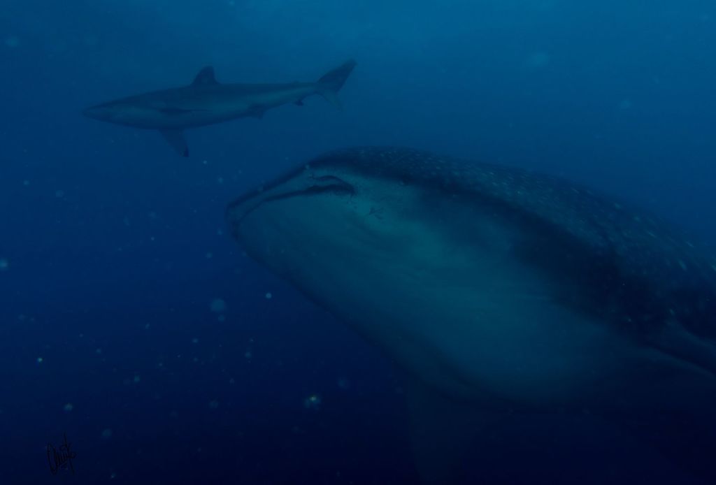 ed51daa0-5352-46c0-9039-c6babbdfd3be