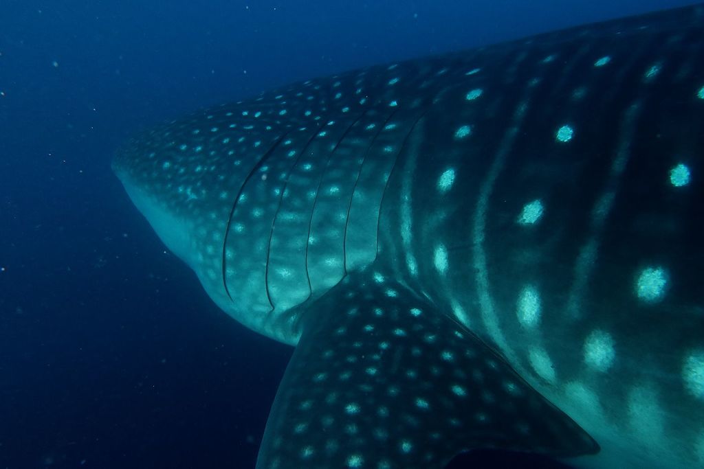 ed51daa0-5352-46c0-9039-c6babbdfd3be