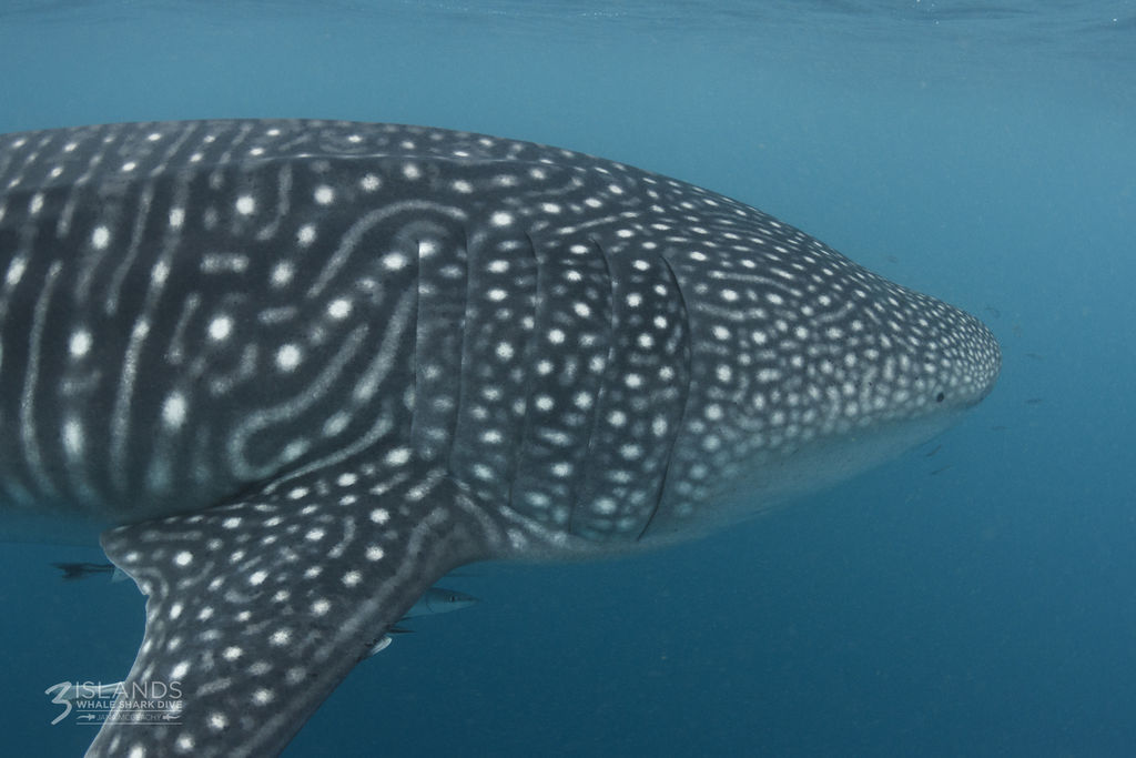 2f402e3b-d150-4da4-be14-24a58ea00ff5