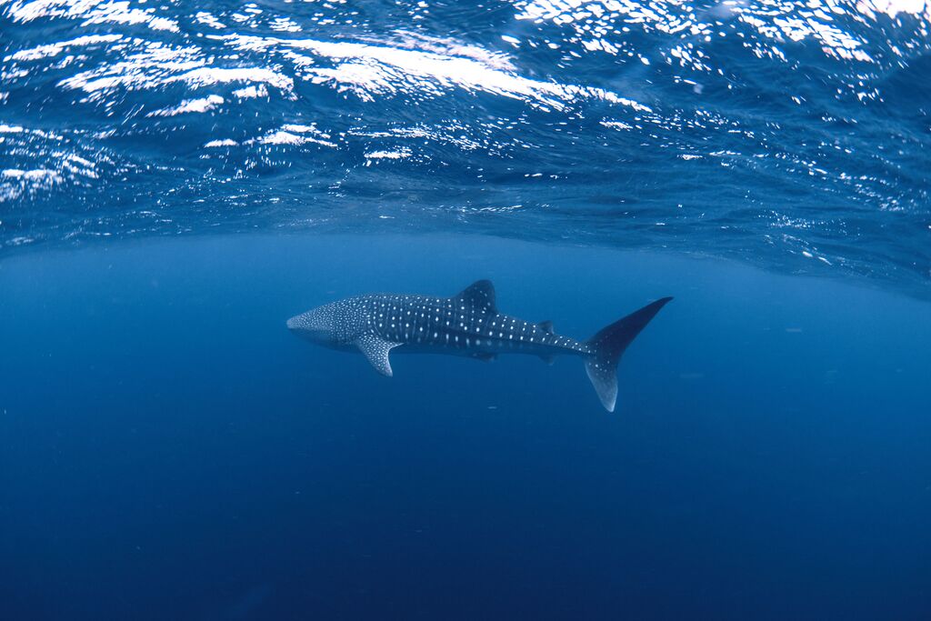 a63c0fc3-b99b-4c2c-afdf-6466e8f34706