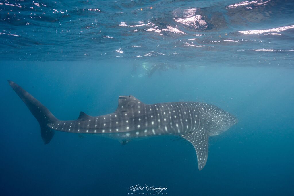 a68edda1-23a6-43f5-9783-8e36177e2e6b