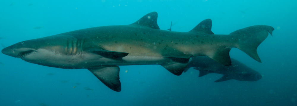 5289f6ae-3db5-4a4a-81c2-2797df46cc68