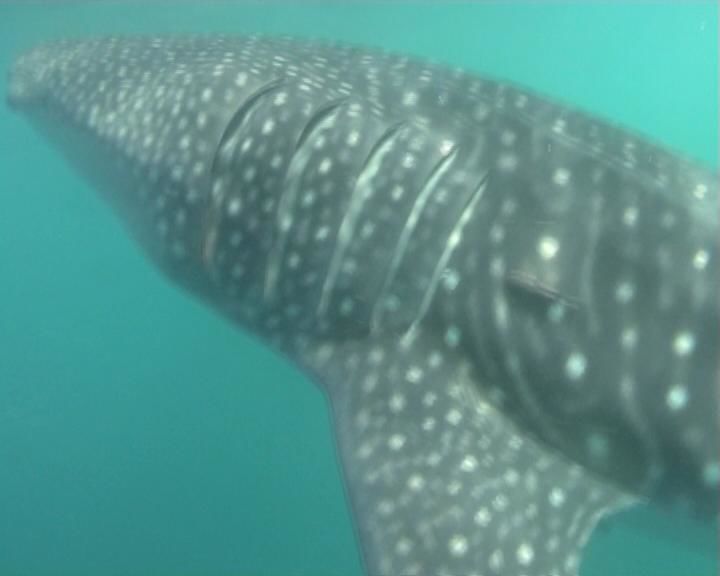 3dd0c0f9-8185-4153-9458-2d20d9886903