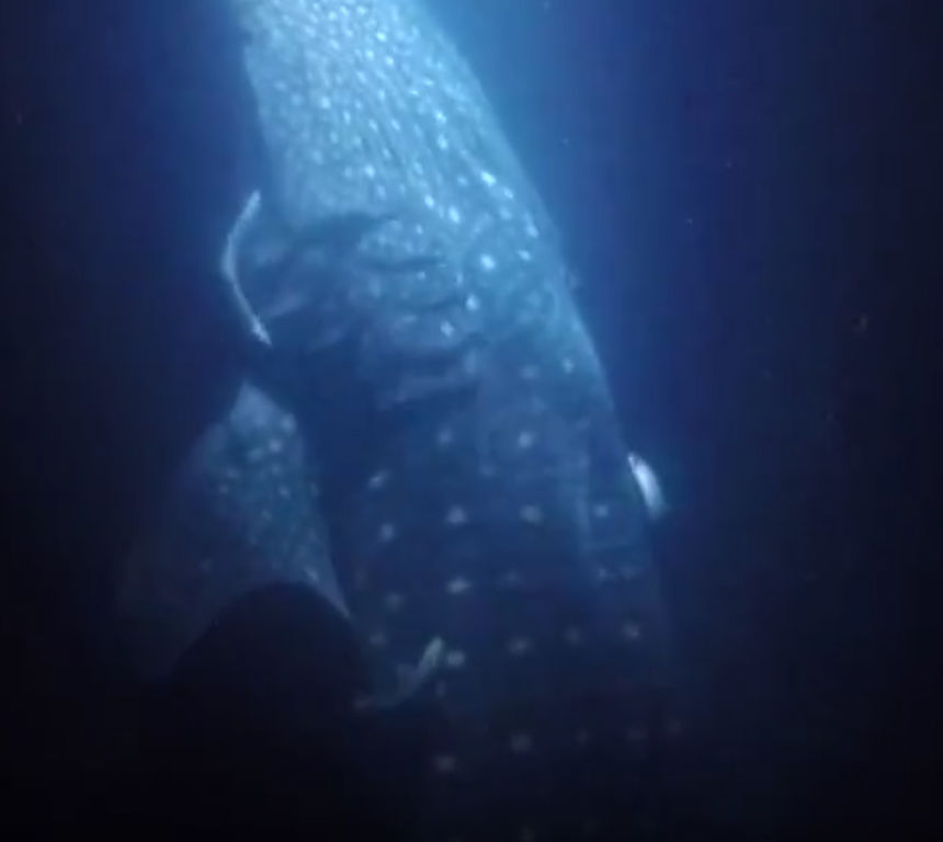 f7c2cd47-378c-49af-ba28-0f438ff6a9d5