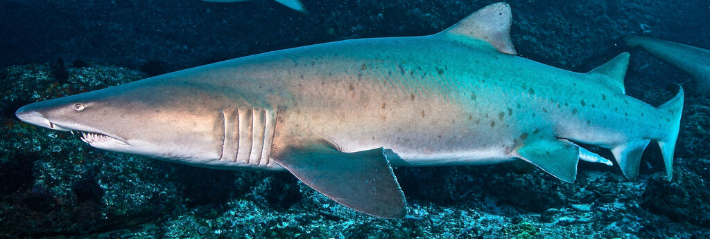 c019f056-fa1a-489a-aacf-d2cebe3cdc09