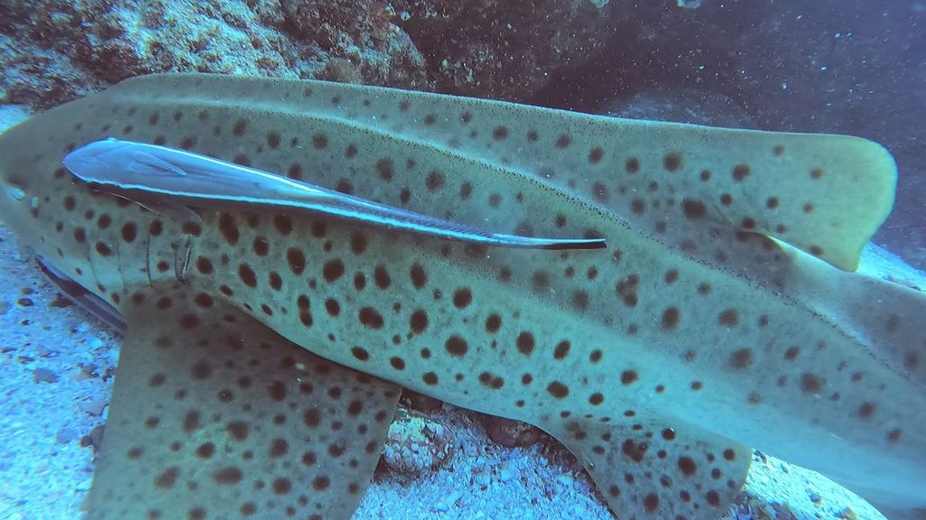 2a5f80dc-c72e-4715-bc91-2d9eef0ab096