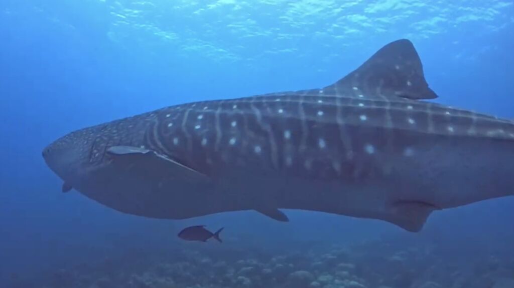 e0a53120-8634-4bdb-ac68-2453a670d52c