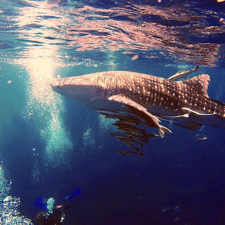 2a8ea8cb-0070-430d-b298-59f2d631bd7d