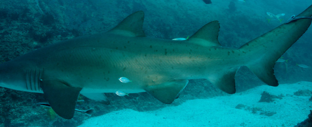 97d381cd-b66f-42d5-a7a6-0dbe38a966f2