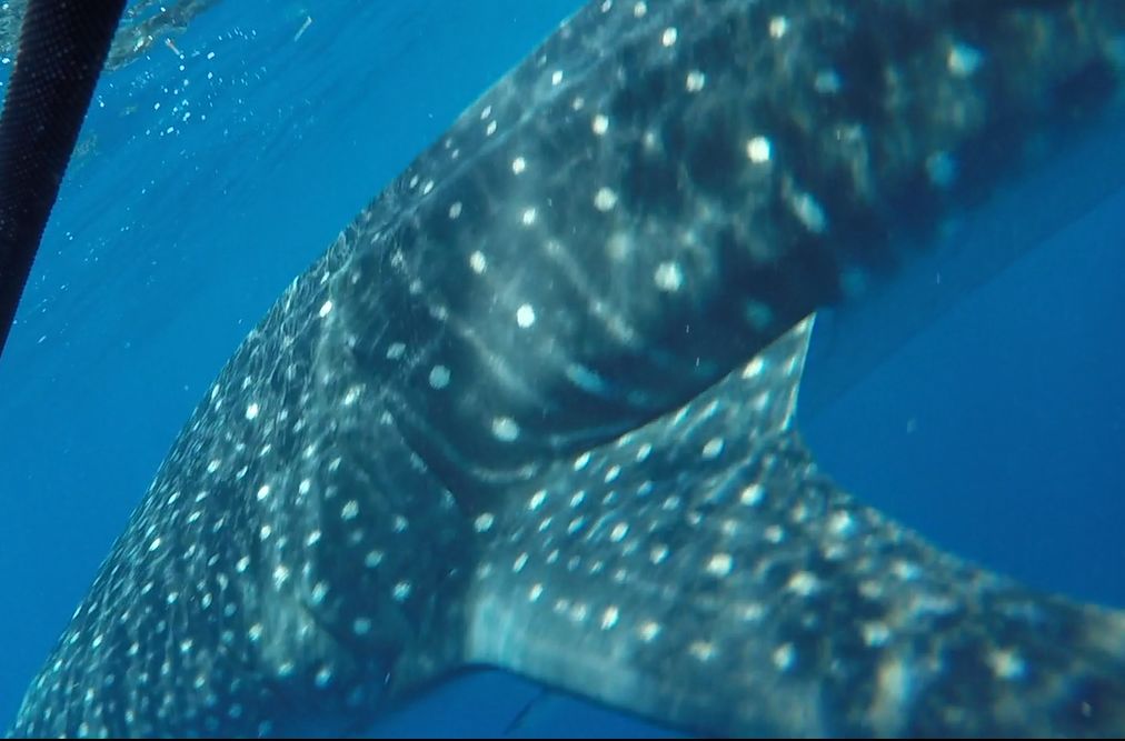 18f8ce7e-cdc1-448a-ac4e-38ecc90441c2