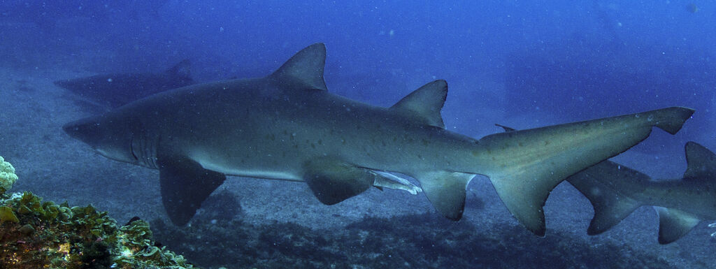 7d0bcadb-81f9-40b7-a133-cd21bc33bda0