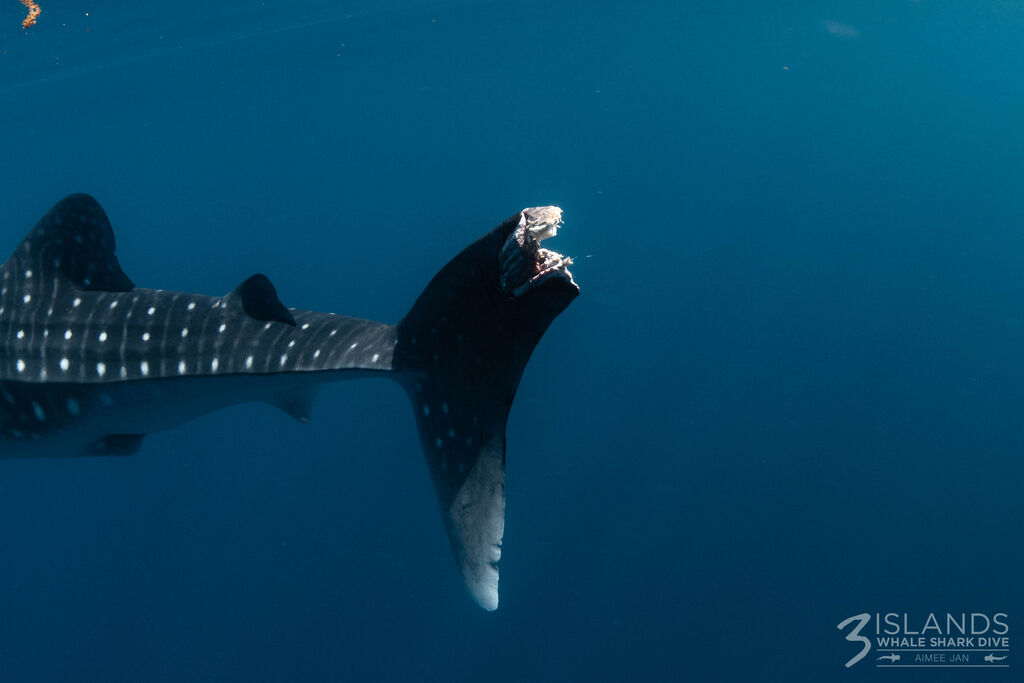 09022d74-afab-402d-aeb1-106329f444cd