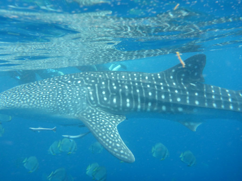 381b9b80-07ce-4c60-a85e-d006293eca50