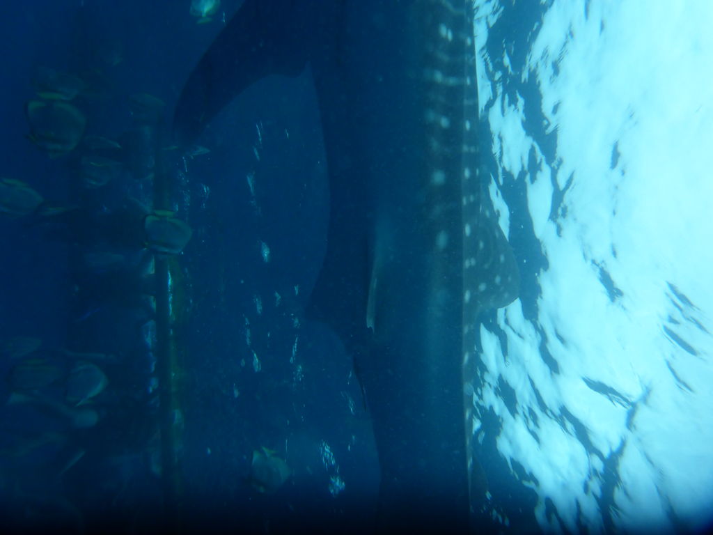 381b9b80-07ce-4c60-a85e-d006293eca50