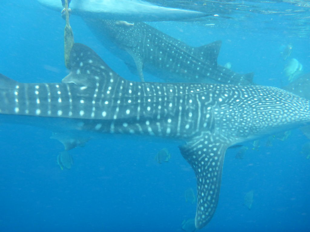 381b9b80-07ce-4c60-a85e-d006293eca50