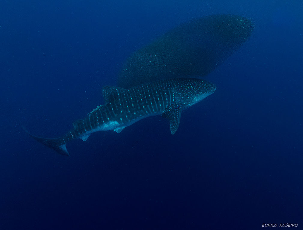 5aaea02e-4d07-4f8c-b625-22e04c6255c8