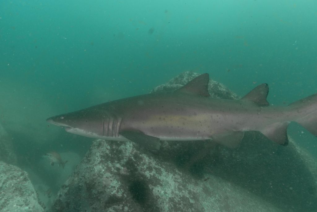 d815aa1e-9275-4db8-b619-4c1528ecf50d