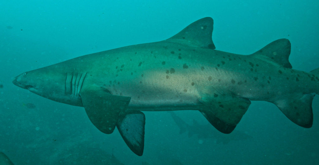 75db17ea-c9aa-4903-b503-eceb9d8f8e18