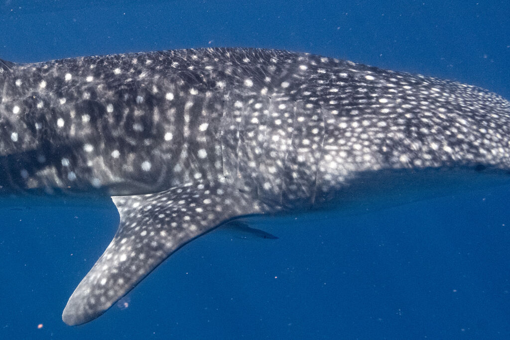 04e8253c-cbd7-43b8-9a14-0659067d5422