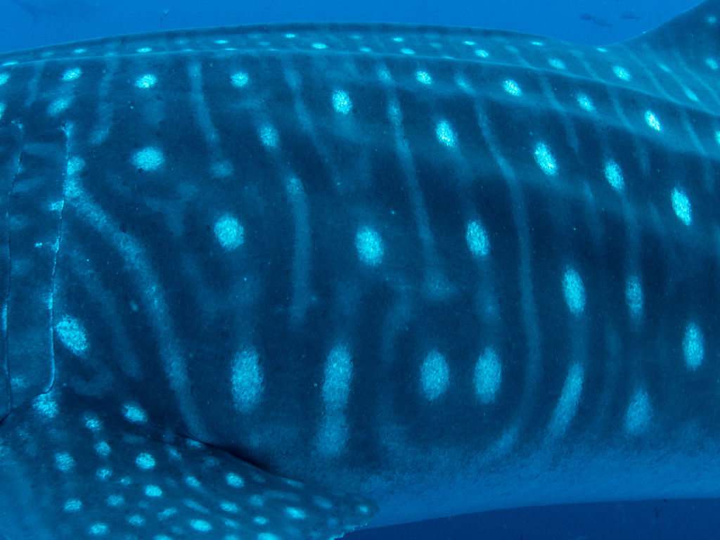 0fef457e-b94b-4836-8d0d-a5ddd59507ec