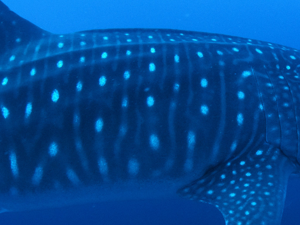 0fef457e-b94b-4836-8d0d-a5ddd59507ec