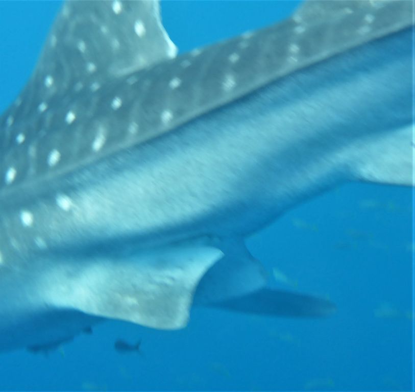 0451018a-81dd-4565-a515-a451f1f506b0