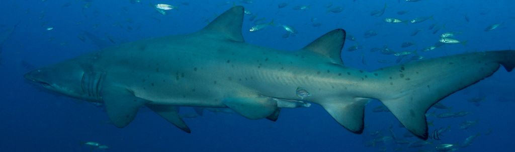 d32ccc4f-db98-4fed-833d-672dcead86cc