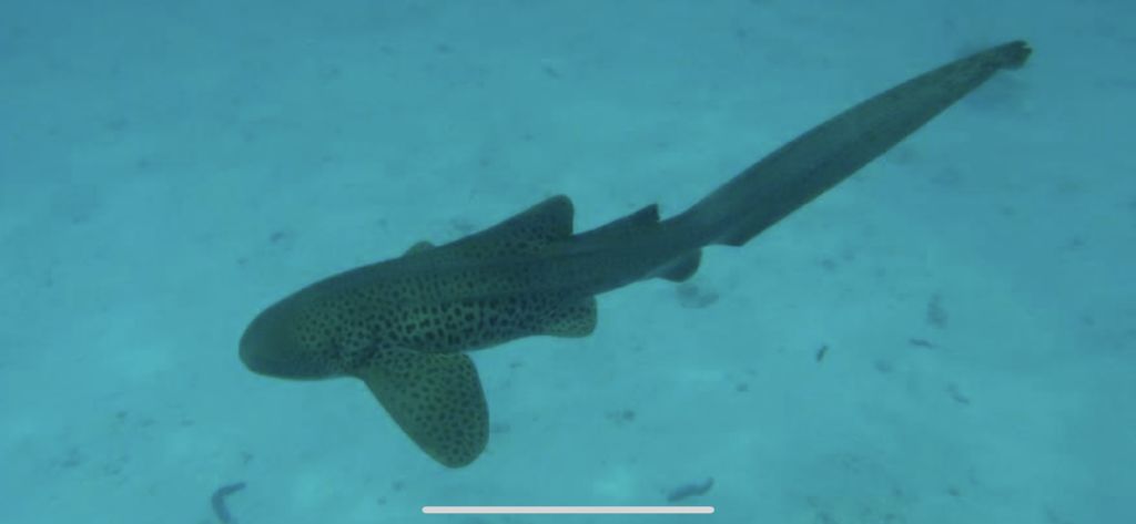 24c955ab-7782-4986-b306-854e9311b6e5