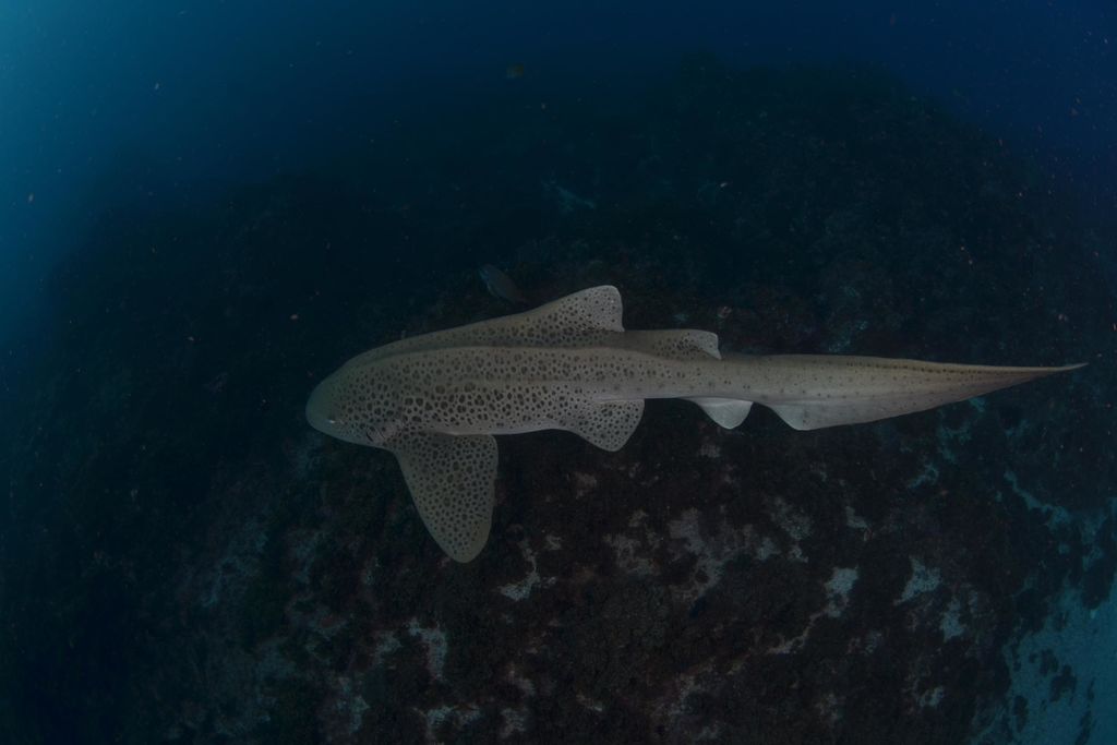 62a3d669-e9ce-47c9-a243-6928a8df430b