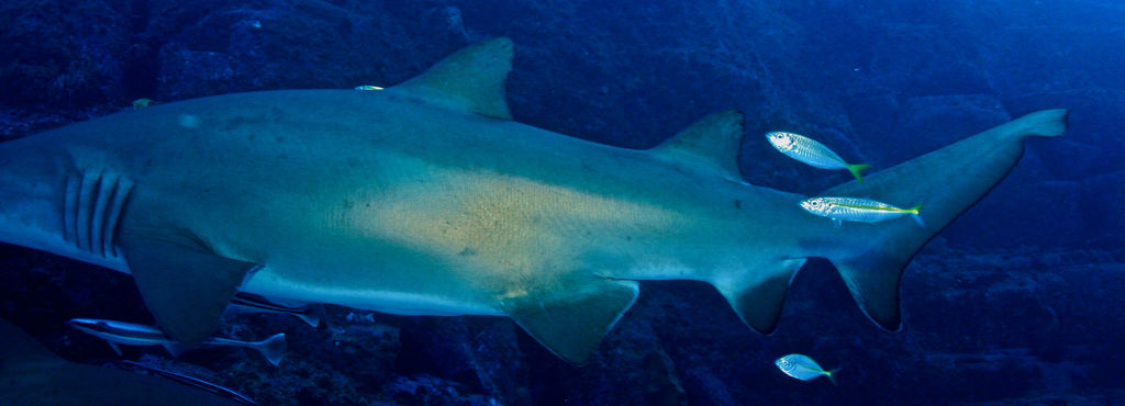 37dfc68e-627e-4393-807d-e5a7683a3373