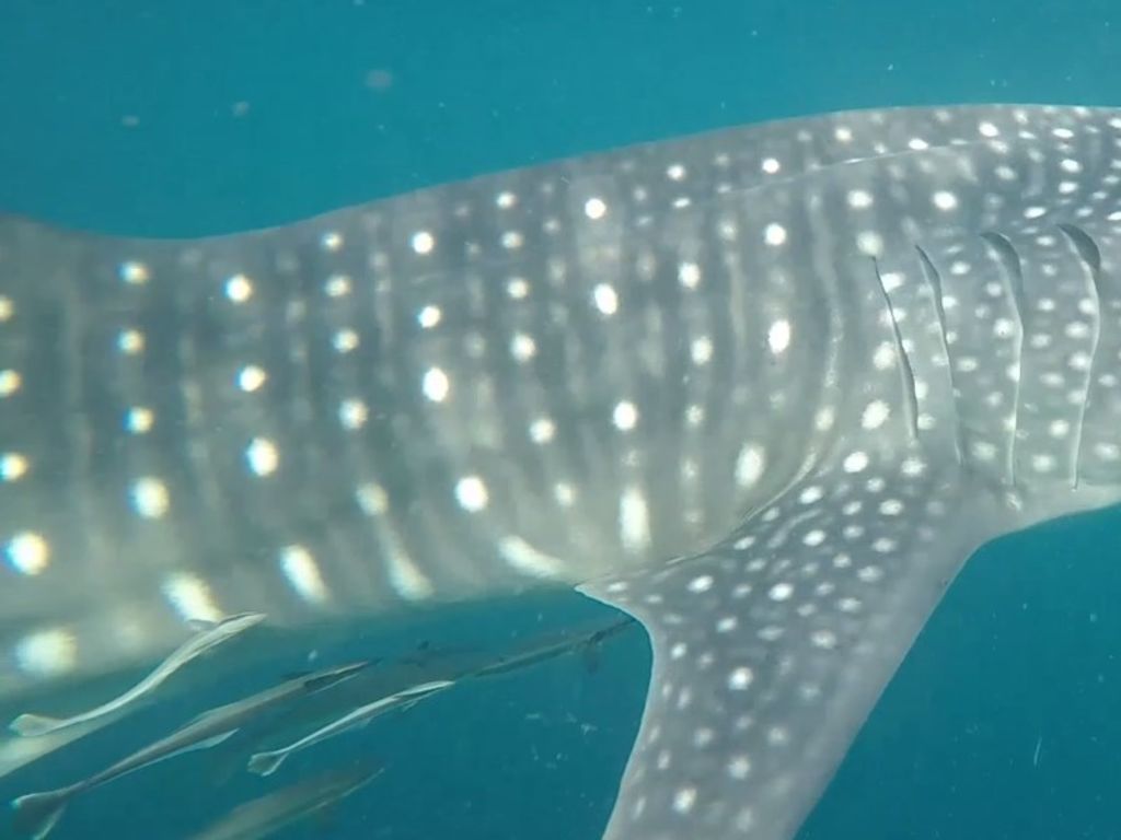 0a43be95-faa0-4a29-8f0d-1851b05d26a8