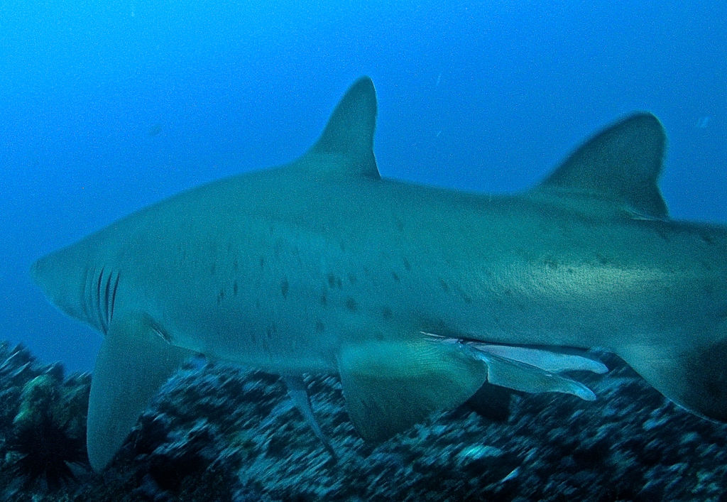 e87a2a95-aab5-43f7-b165-a0d2a7e32b80