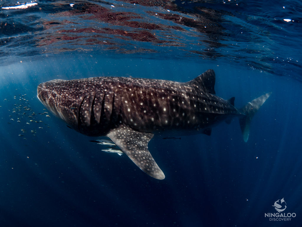 16e954a4-3840-475e-ad0e-a756cb06d1d5