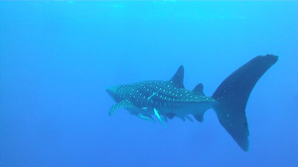 ed816543-3fec-44ac-937b-a809da3ba204