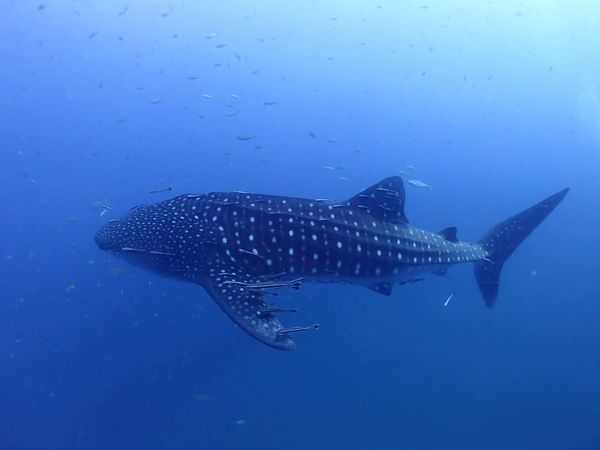 ac7e6a43-8892-4d3f-961c-04f837e6e2bf