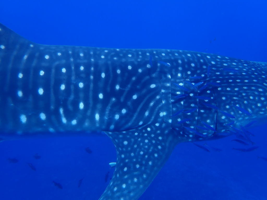 9481c412-97aa-44de-92e9-7a353337c084