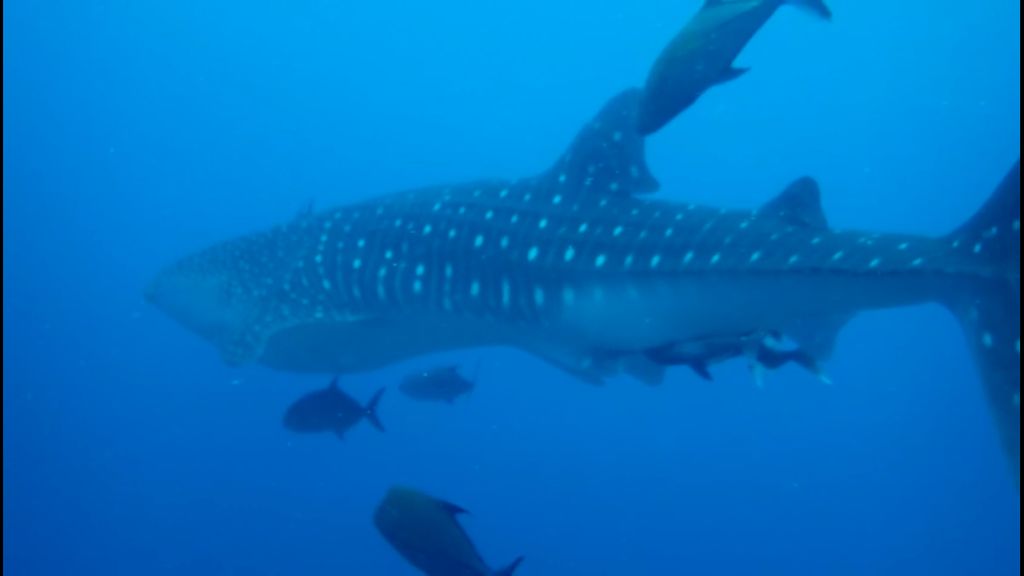 5ee3223d-22fb-45d9-81bd-69d823c55db3